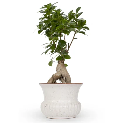 Bonsai