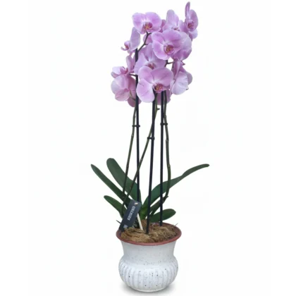 Orkide (4 dallı) Pembe