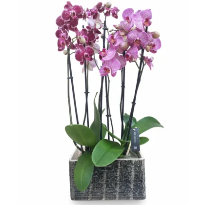 Orkide (6 dallı) Pembe